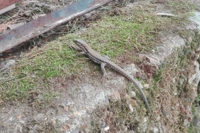 Lézard des murailles