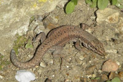 Lézard des murailles
