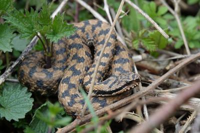 Vipère aspic
