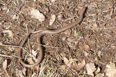 Anguis fragilis