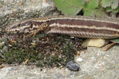 Lézard des murailles