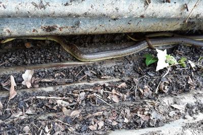 Couleuvre d'Esculape