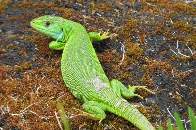 Lézard à deux raies