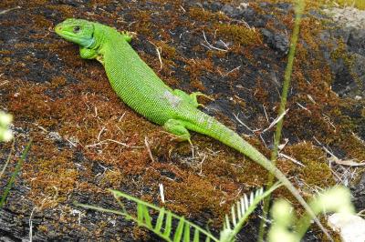 Lézard à deux raies