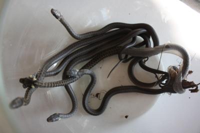 Couleuvre d'Esculape