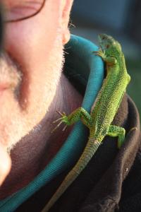Lézard à deux raies