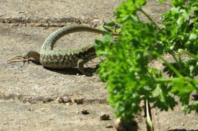 Lézard des murailles