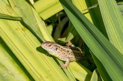 Lézard des souches