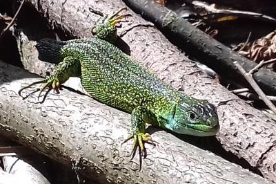 Lézard à deux raies