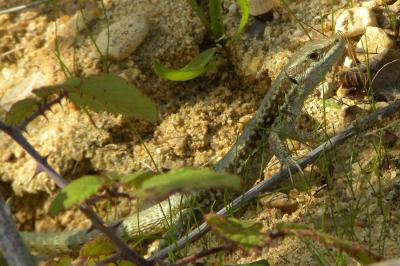 Lézard des murailles