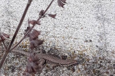 Lézard des murailles