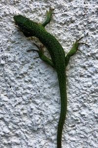 Lézard à deux raies