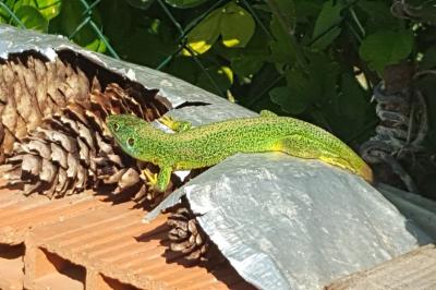 Lézard à deux raies