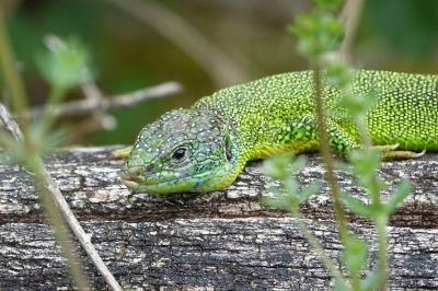 Lézard à deux raies