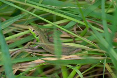 Lézard à deux raies