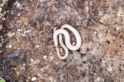 Orvet fragile