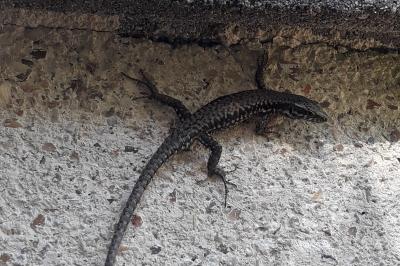 Lézard des murailles