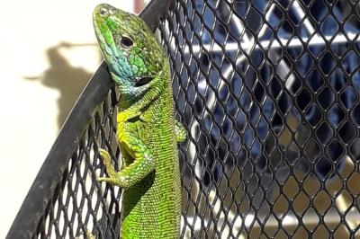 Lézard à deux raies