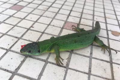 Lézard à deux raies