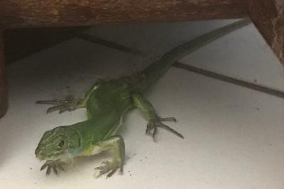 Lézard à deux raies