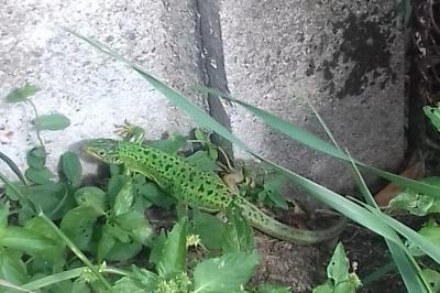Lézard à deux raies