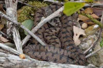 Vipera aspis