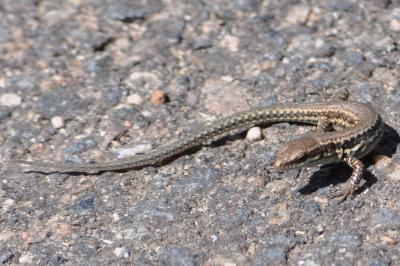 Podarcis muralis