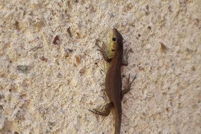Lézard à deux raies