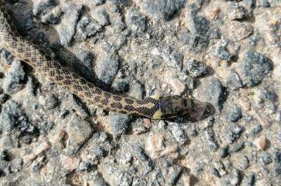 Couleuvre d'Esculape