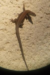 Lézard des murailles