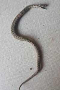 Couleuvre vipérine