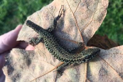 Lézard des murailles
