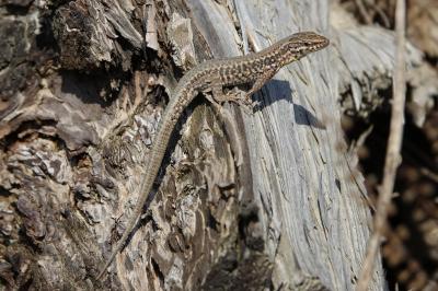 Lézard des murailles