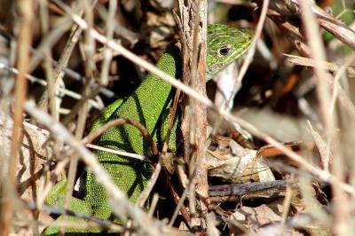 Lézard à deux raies