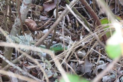 Lézard à deux raies