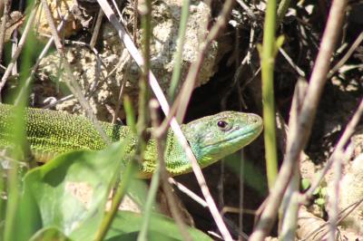 Lézard à deux raies