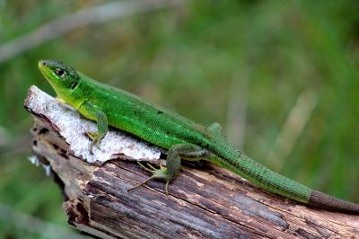 Lézard à deux raies