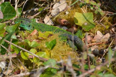 Lézard à deux raies