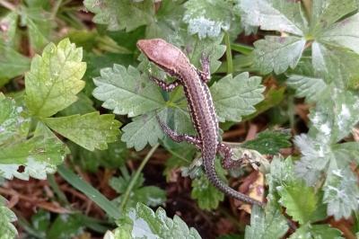 Podarcis muralis