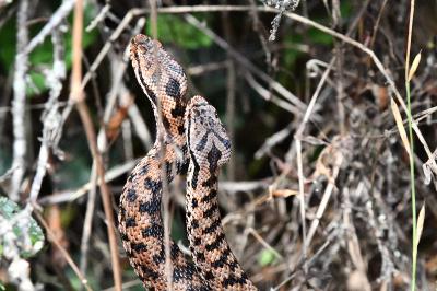 Vipera aspis