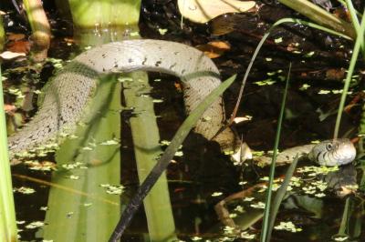 Natrix helvetica