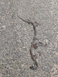 Couleuvre helvétique