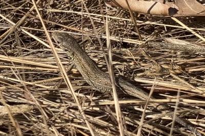 Lézard des souches