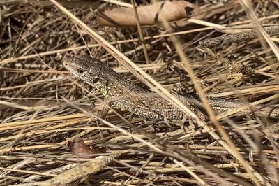 Lézard des souches