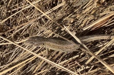 Lézard des souches